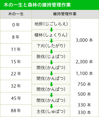 表：木の一生と森林の維持管理作業